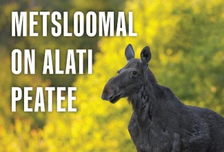 Metsloomal on alati peatee kampaania põdraga plakat 